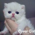 COVER-GIRL3weeks
