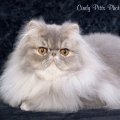 Teddy_makalou14