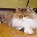 DSC04206