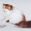 Marie-Eykel6