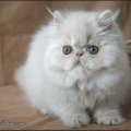 CREAM2-IMG_6453