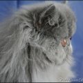 IMG_7579