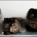 IMG_8951