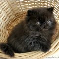 N-IMG_6215