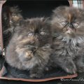 3torties-1
