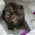 IMG_0550-tortie 3