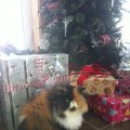 2013-Christmas-Briar