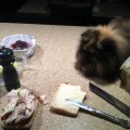 Willow watch the lunch