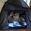 dottie_camping