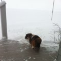 snow cat Briar