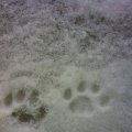 snow paw
