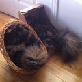 2014-Tortini-Peluche