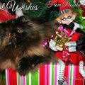 2014-noel-tortini
