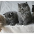 FAMILLE_2523