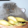 IMG_7209VanHelsing