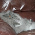 IMG_8501VanHelsing