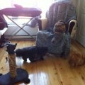 Invasion