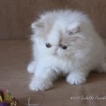 POPCORN_MG_5381
