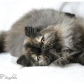 TORTELLINI_2224