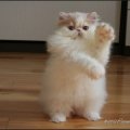 Tchoupi_1