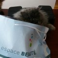 bag-diesel