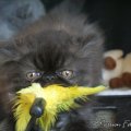 black-IMG_3608