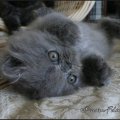 gribouille-IMG_3802