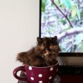 peluche_tea_cup_cat