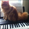 piano1