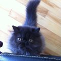 piper