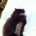sharpie-ours1