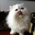 spaghetti_lily