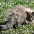 willow_0596