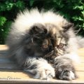 willow_0609